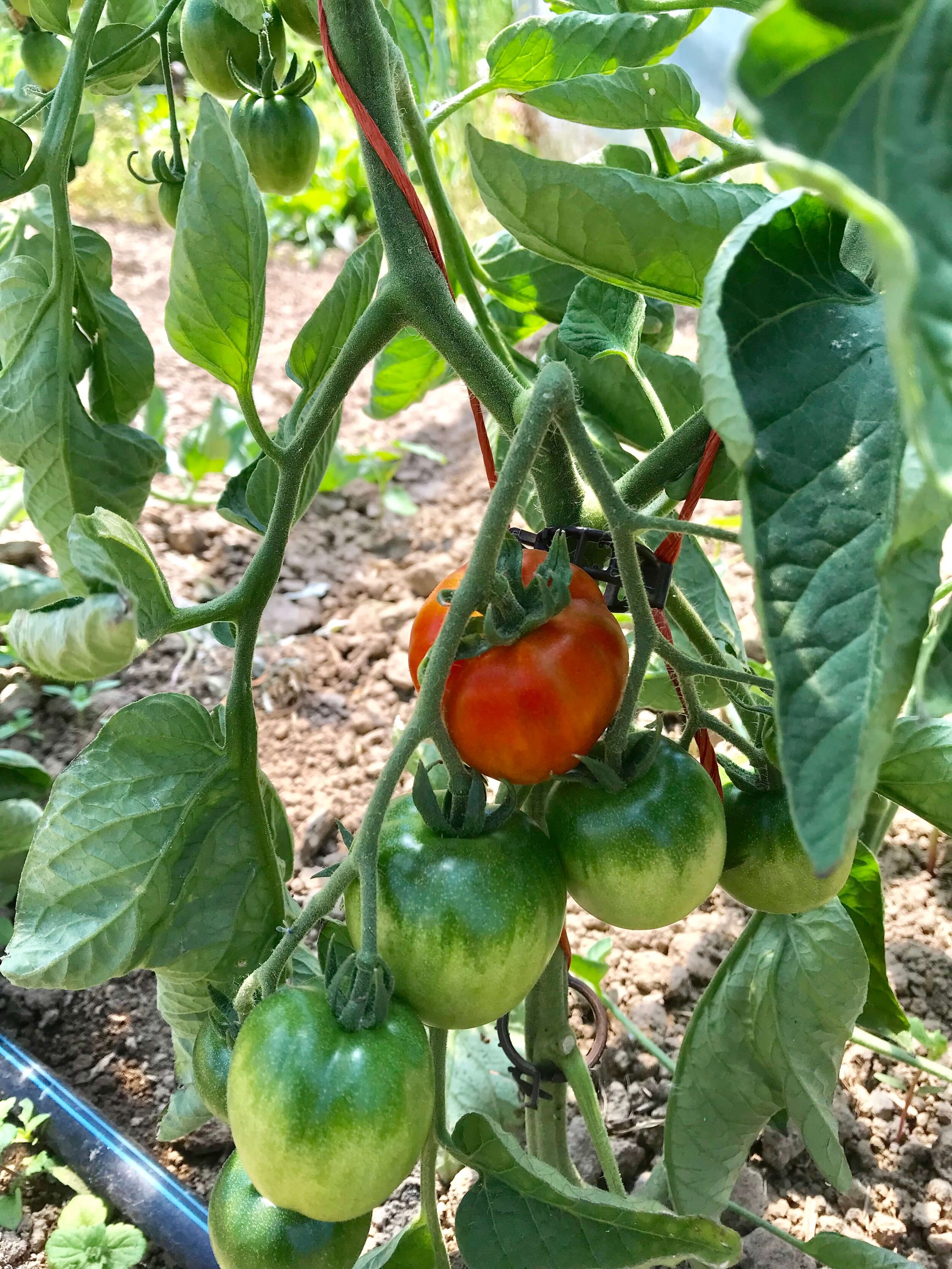 The Truth About Tomatoes — April Joy Certified Organic Farm